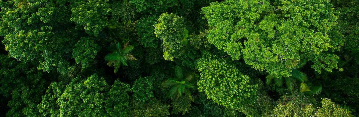Forest footprint banner