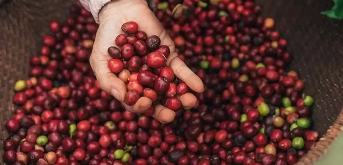 Nescafé Plan 2030