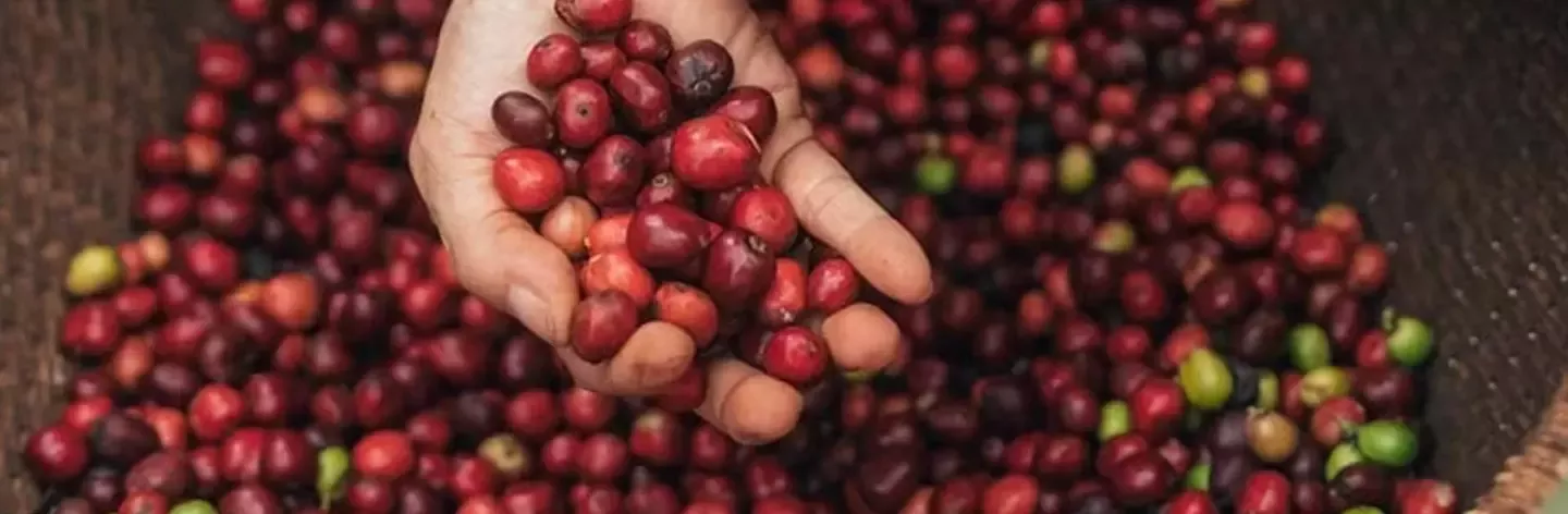 Nescafé Plan 2030