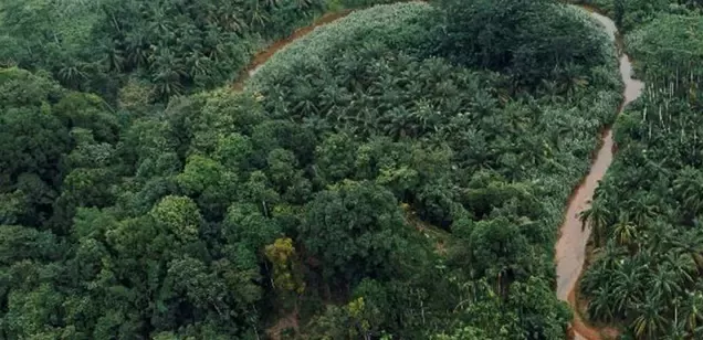 forest footprint river wide