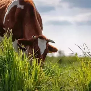 Ku på beite