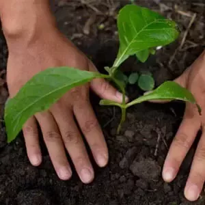 Planter ung plante